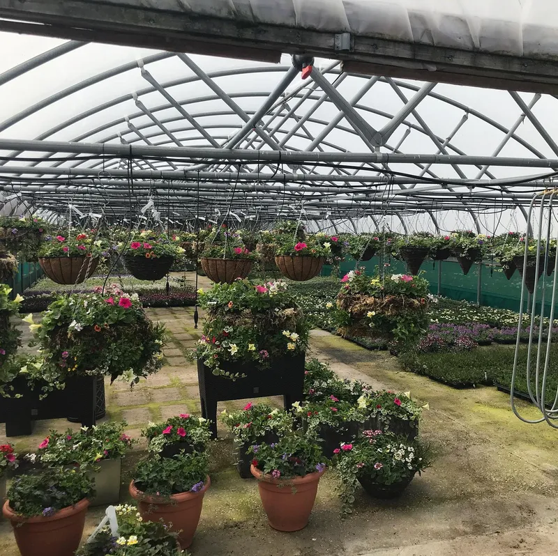 Colourful summer hanging baskets Low Road Nursery Chesterfield