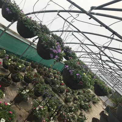 Hanging baskets, bedding plants and garden projects by Low Road Nursery Chesterfield 14