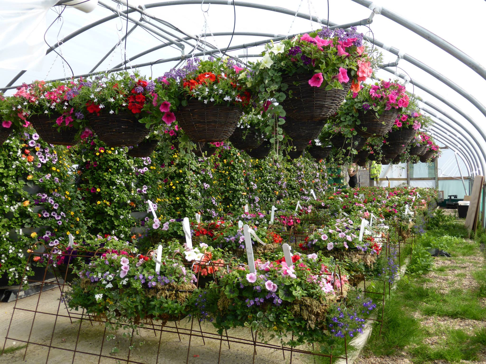 Plant nursery in Chesterfield Low Road Nursery