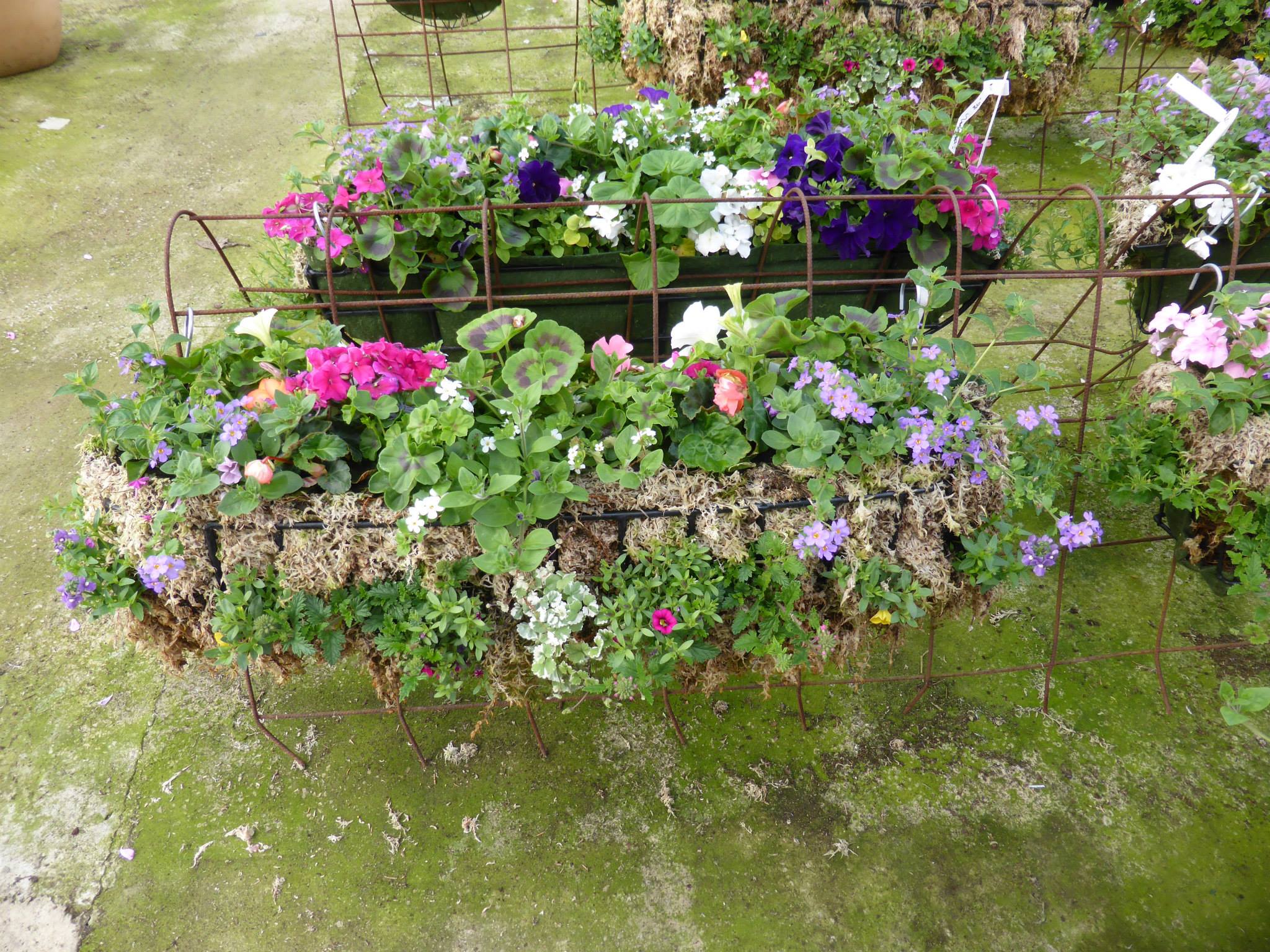 Plant nursery in Chesterfield Low Road Nursery