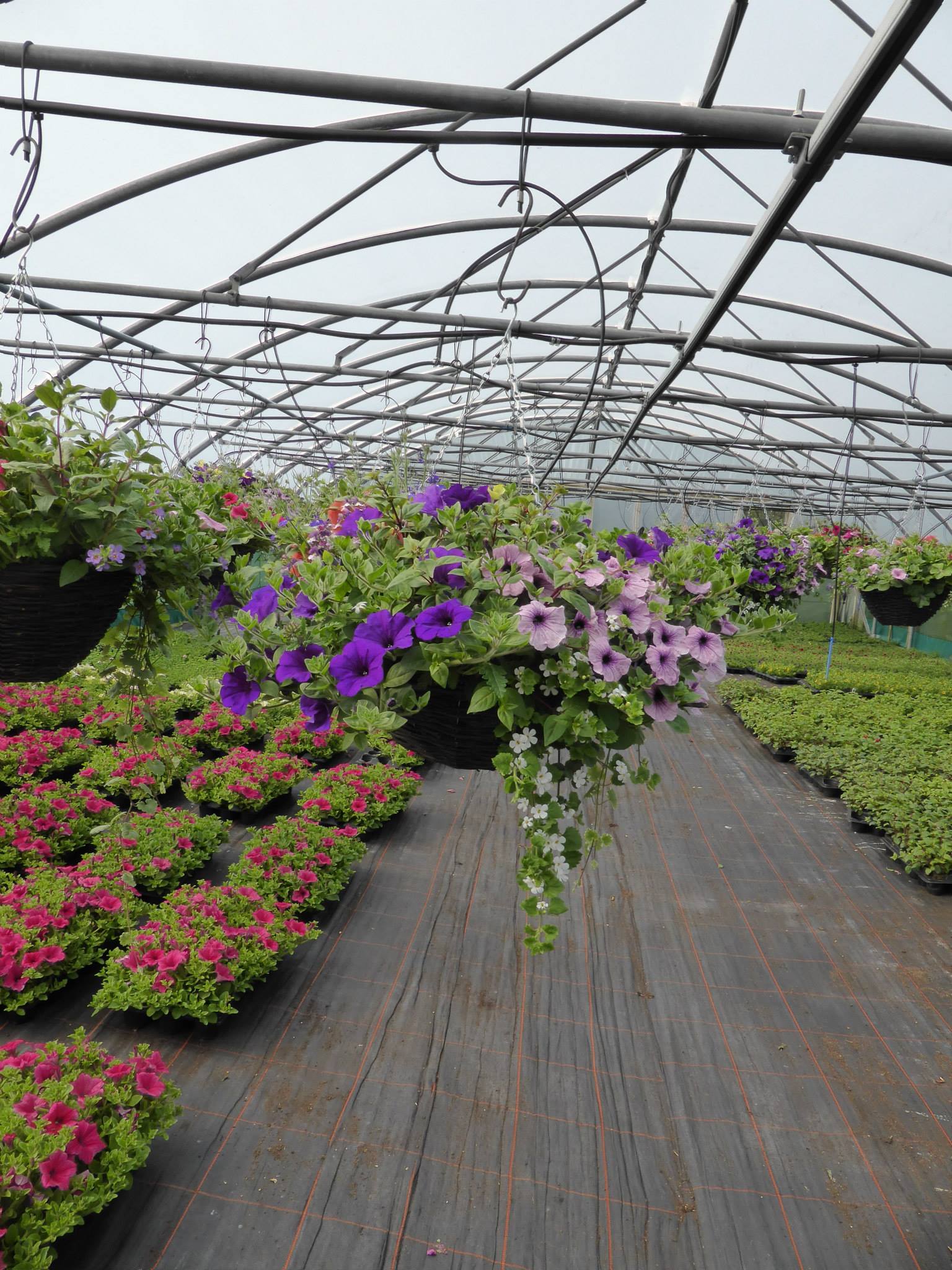 Plant nursery in Chesterfield Low Road Nursery