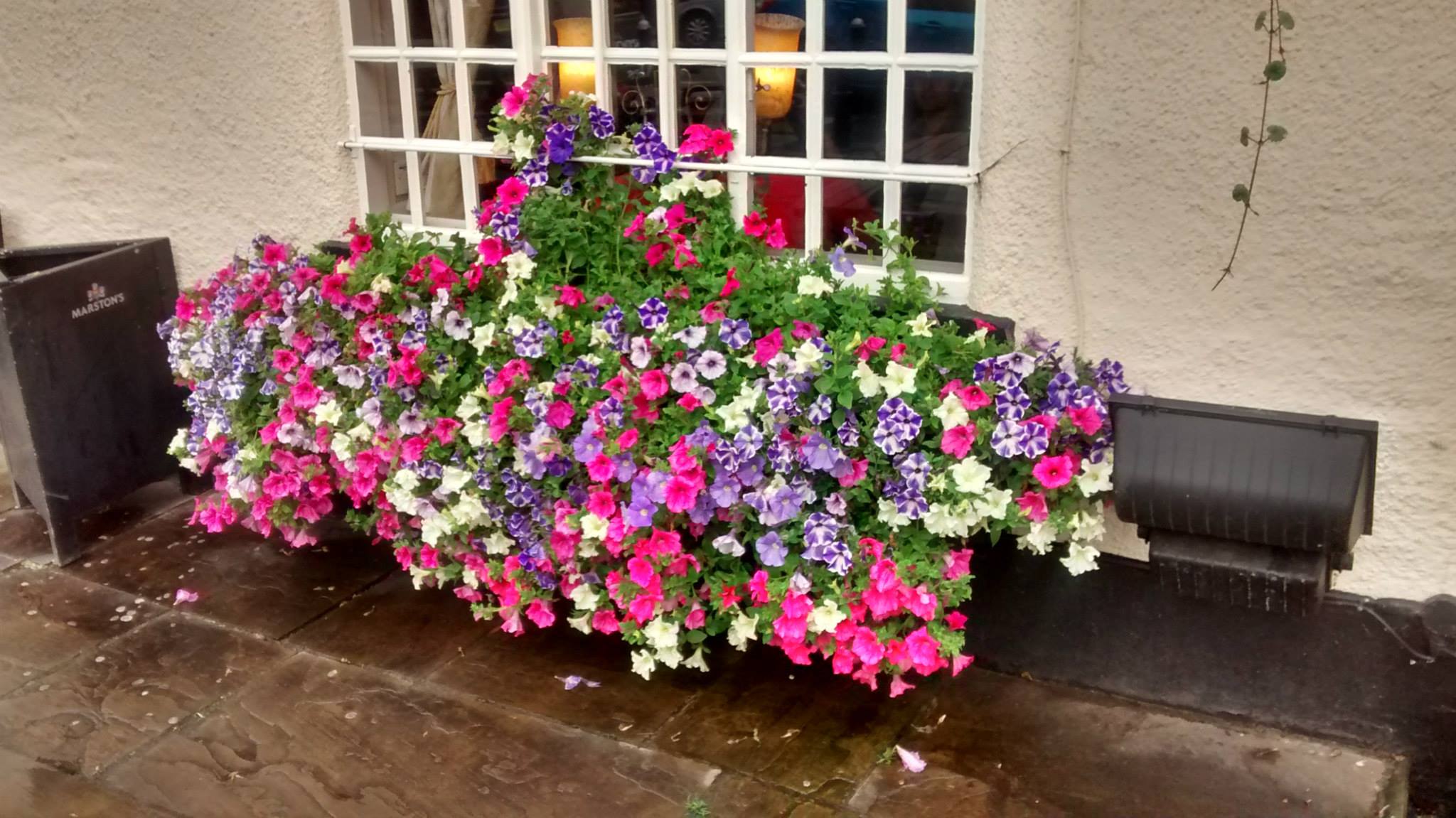 Plant nursery in Chesterfield Low Road Nursery