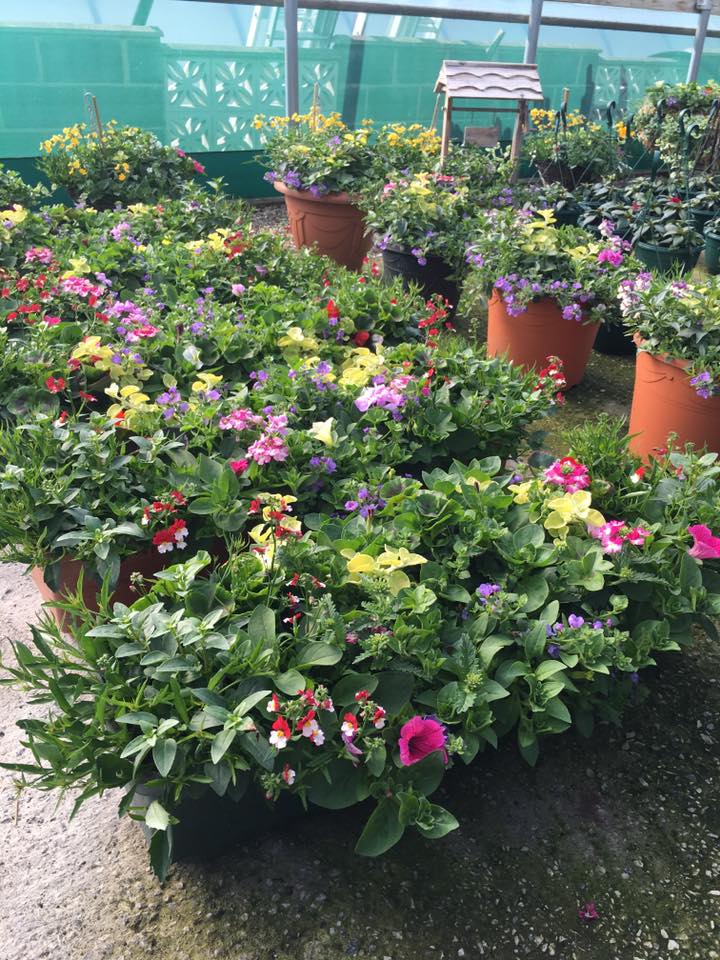 Plant nursery in Chesterfield Low Road Nursery