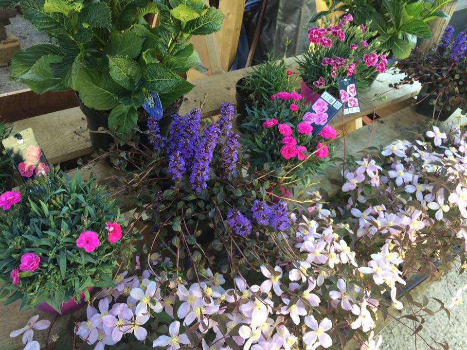 Plant nursery in Chesterfield Low Road Nursery