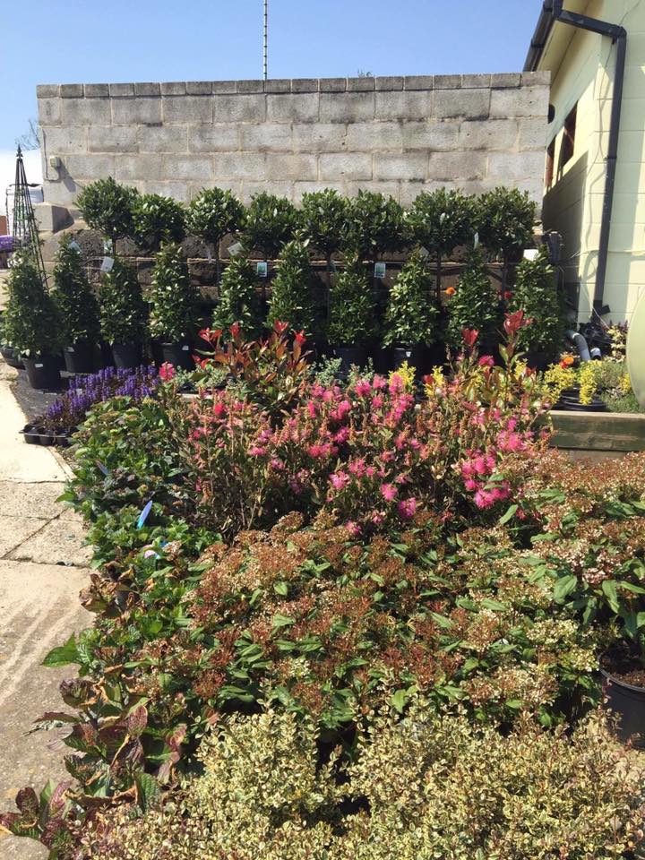 Plant nursery in Chesterfield Low Road Nursery