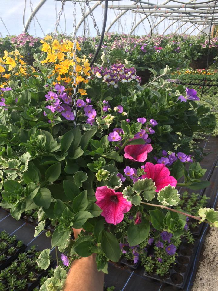 Plant nursery in Chesterfield Low Road Nursery