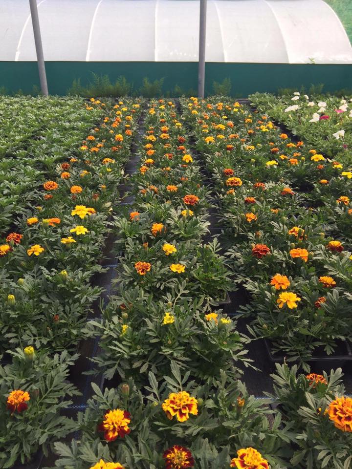 Plant nursery in Chesterfield Low Road Nursery