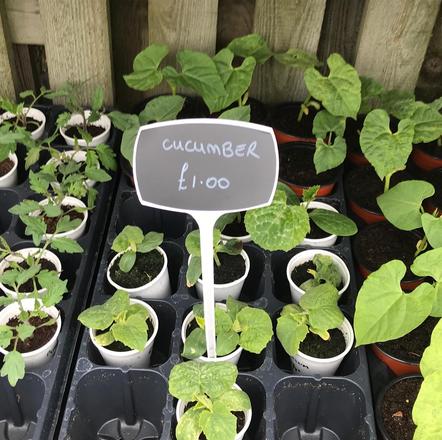 Plant nursery in Chesterfield Low Road Nursery