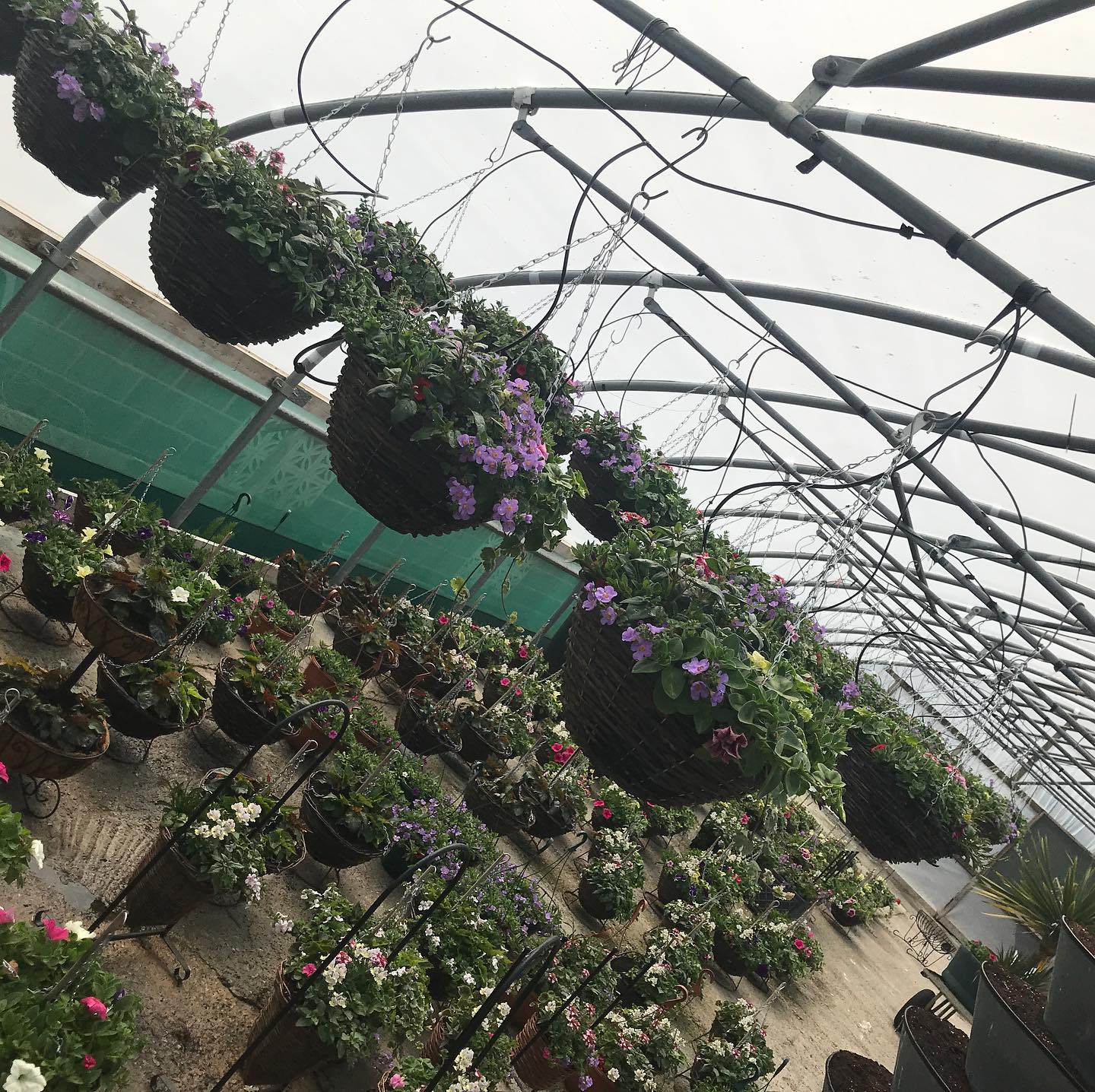 Plant nursery in Chesterfield Low Road Nursery